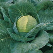 Насіння капусти Краутман F1 (Krautman F1) 2500 шт., білокачанної середньої