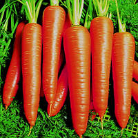 Насіння моркви Віта Лонга (Vita Longa) 500 гр.