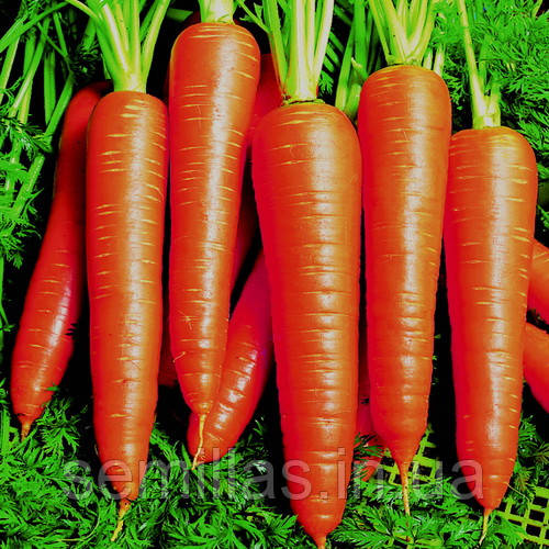 Насіння моркви Віта Лонга (Vita Longa) 50 гр.