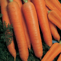 Насіння моркви Наполі F1 (Napoli F1) 25000 шт. (1,8-2,0 мм)