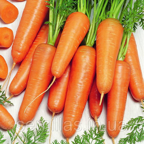 Насіння моркви Канада F1 (Canada F1) 100000 шт. (1,8-2,0 мм)