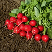 Насіння редиски Ровер F1 (Rover F1) 10000 шт. (2,50-2,75 мм)