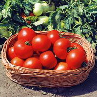 Насіння томату детермінантного Полбиг F1 (Polbig F1) 1000 шт.