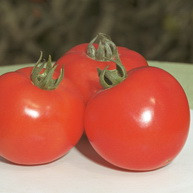 Насіння томату детермінантного Полфаст F1 (Polfast F1) 1000 шт.