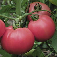 Насіння томату Торбей F1 (Torbay F1), 1000 шт., рожевого детермінантного