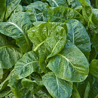 Насіння шпинату Спірос F1 (Spiros F1), 50000 шт.