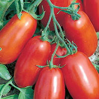 Насіння томату Уліссі F1 (Ulisse F1) 2500 шт., для переробки