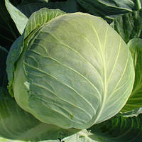 Насіння капусти Бригадир F1 (Brigadier F1), 2500 шт., білокачанної пізньої