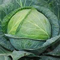 Насіння капусти Центуріон F1 (Centurion F1), 10000 шт., білокачанної пізньої