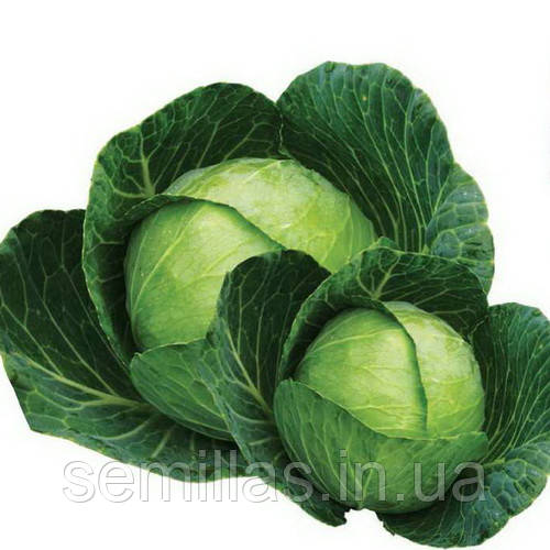 Насіння капусти Браво F1 (Bravo F1), 2500 шт., білокачанної середньої