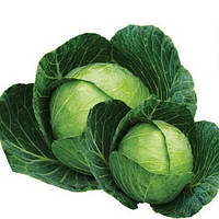 Насіння капусти Браво F1 (Bravo F1), 2500 шт., білокачанної середньої