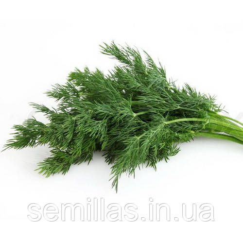 Насіння кропу Ділл (Dill), 50 гр.