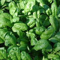 Насіння шпинату Лагос (Lagos) F1, 250 гр.