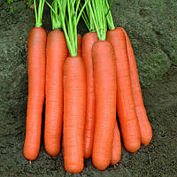 Насіння моркви Монанта (Monanta), 50 гр.