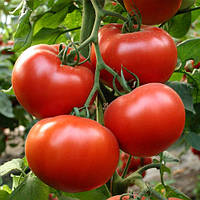 Насіння томату Аламина F1 (Alamina F1), 100 шт., червоного індетермінантного (високорослого)