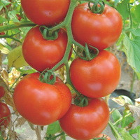Насіння томату Беллі F1 (Belle F1) 500 шт., червоного індетермінантного