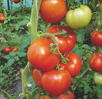 Насіння томату Берберана F1 (Berberana F1) 500 шт., червоного індетермінантного