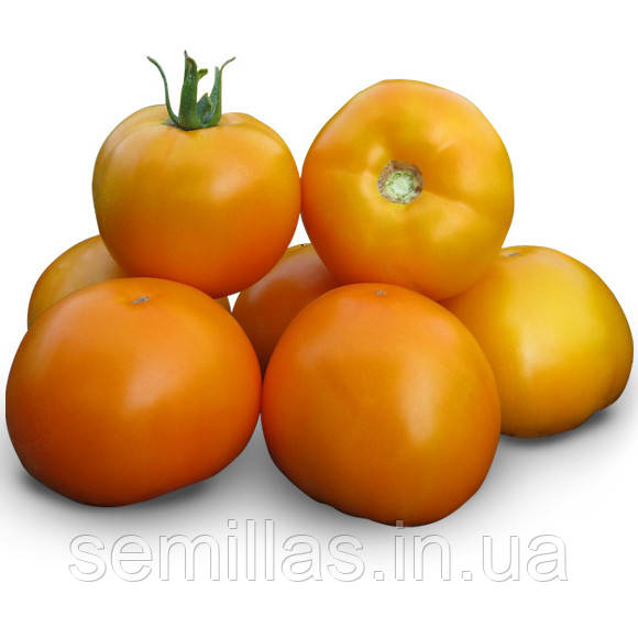 Насіння томату Нукси (KS 17) F1, 1000 шт., жовтого детермінантного (низькорослого)