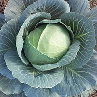 Насіння капусти Грін Бой F1 (Green Boy F1), 1000 шт., білокачанної середньої