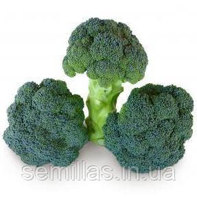 Насіння брокколі Кезі F1, 2500 шт., Kitano Seeds