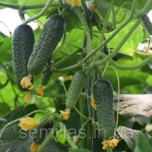 Насіння огірка Кантара F1 (Cantara F1), 1000 шт., партенокарпічного (самоопыляемого)