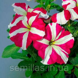 Насіння петунії Танго F1, 100 шт. (драж.), рожева зоря, грандифлора, ТМ "Леда Агро"