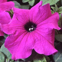 Семена петунии Танго F1, фиолетовая, 1000 шт. (драж.), грандифлора
