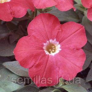 Насіння Петунії Ламбада F1, скарлет, 1000 шт. (драж.), мультифлора