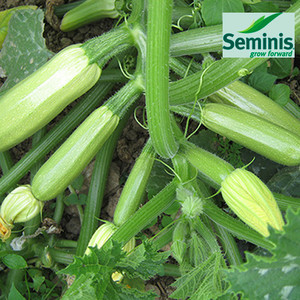 Насіння кабачка Іскандер F1 (Seminis), 500 насіння — ультраранний гібрид (40-45 днів), світле