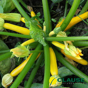 Семена кабачка Санлайт F1 (Clause), 1000 семян ранний гибрид, желтый. - фото 1 - id-p441418613