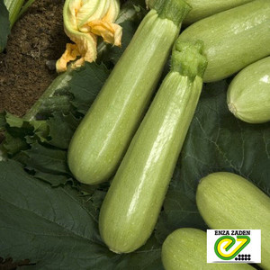 Насіння кабачка Ардендо F1, 5 насіння — ранній гібрид (40-45 днів), світле Enza Zaden