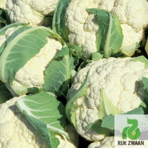 Насіння капусти Сантамарія F1 (Rijk Zwaan) 2500 семе — середнера (80 днів), всесезонне, кольорове