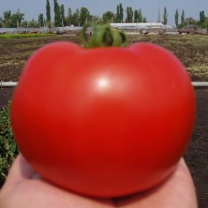 Багіра F1 насіння томата 5 г — раннє (65 днів), детермінантне Clause