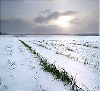 Насіння пшениця зима