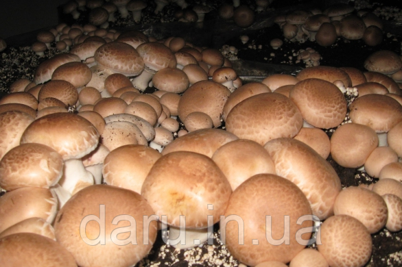Міцелій печериці Brown коричневої Королівської