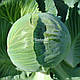 Насіння капусти Каунт F1/ Count F1 10000 насіння Clause, фото 3