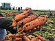 Насіння моркви Болівар F1 100.000 насіння (1.6-2.0) Clause, фото 6