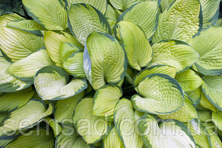 Хоста "Голд Стандарт" \ Hosta Gold Standard ( саджанці), фото 2