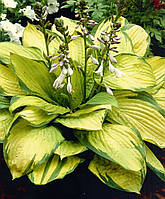 Хоста " Голд Стандарт " \ Hosta Gold Standard ( саженцы)