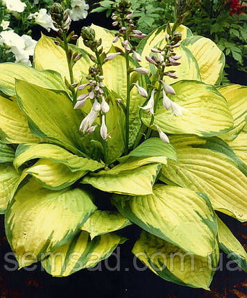 Хоста "Голд Стандарт" \ Hosta Gold Standard ( саджанці), фото 2