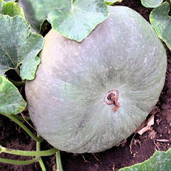 Гарбуз український сірий, (Рива Трейд)