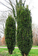 Тіс ягідний Фастигіат С2