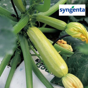 Семена Ангелина F1 — ранний кабачок, 500 семян