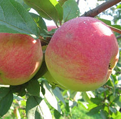 Саджанці яблуні літньої сорт "Цукеркове", підщепа 54-118