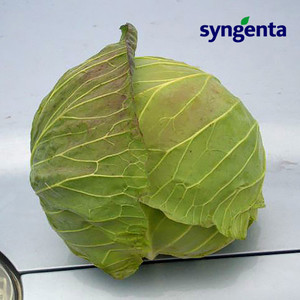 Насіння капусти Девотор F1 (Syngenta) 2500 насінин — середньо-пізній гібрид (120-125 днів), білоголова.