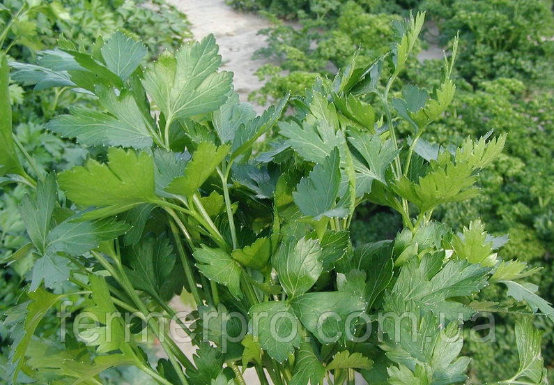 Насіння петрушки Новас/ Novas 100 грамів Clause, фото 1