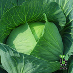 Бронко F1 насіння капусти, 2500 насіння — середнє (80-85 днів), білокочана Bejo