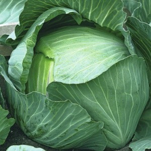 Насіння капусти Мегатон F1 (Бейо/Bejo), 2500 насіння — середньо-поздня (102 дні), білочене.