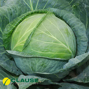 Центурион F1 насіння капусти 2500 насіння — середньо-поздня (100-110 днів) Clause