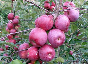 Саджанці яблуні зимової сорт Флоріна, підщепа 54-118, фото 2